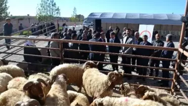 Kırıkhan'da Üreticilere Damızlık Koç Dağıtıldı