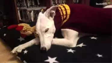 Woman Knits Adorable Sweaters For Rescued Dogs, So Popular She Quit Her Day Job