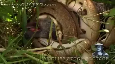 Anakondanın Domuz Avı