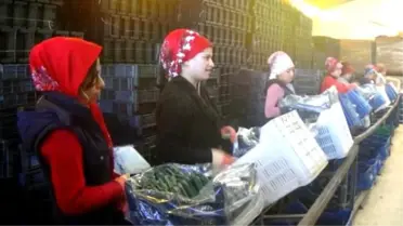 Rusya Krizi Dikenli Salatalığı Vurdu