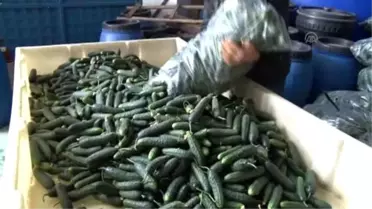 Rusya'nın Almadığı Sebzelerin Turşusunu Kuruyorlar