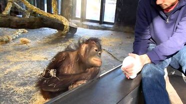 Sihir Numarası Karşısında Gülmekten Yerlere Yatan Orangutan