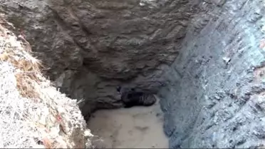 Dalaman'da Kuyuya Düşen Yaban Domuzu Kurtarıldı