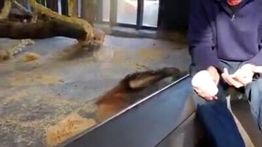 Orangutan Sihir Numarası Komik Bulur İyi Seyirler