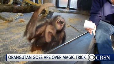 Sihirbazlık Numarası Orangutanı Gülme Krizine Soktu