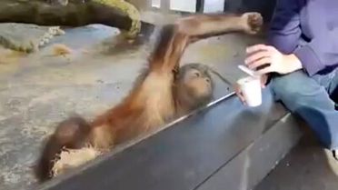 Orangutanın Sihir Gösterisine Verdiği Tepki