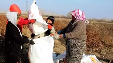 Iğdır'da 26 Yıl Sonra Yapılan İlk Pamuk Hasadı Yüzleri Güldürdü