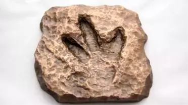 Bin Yıllık Dinozor Ayak İzi Bulundu
