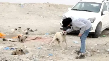 Hayvanseverlerden Sokak Köpeklerine Yardım