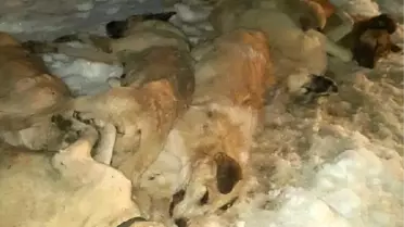 Kastamonu'da 9 Köpek Ölü Olarak Bulundu