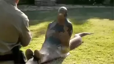 Dev Yılan Belgeselciyi Böyle Yuttu!