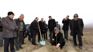 Ezinepazar'da Ceviz Fidanları Toprakla Buluştu