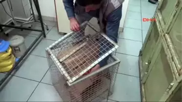 Kızıl Şahin'i Avcılar Vurdu, Çocuklar Tüylerini Yoldu