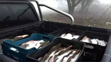 Edirne'de 685 Kilo Kaçak Kalkan Balığı Ele Geçirildi