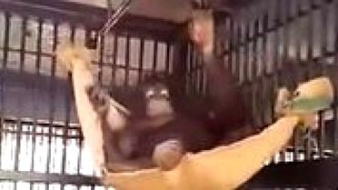 Kendine Hamak Yapan Zeka Küpü Orangutan