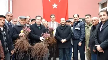 Niksar'da 37 Bin Adet Bağ Çubuğu Fidanı Dağıtıldı