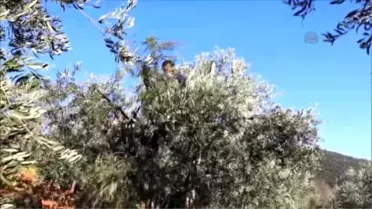 Hassa'da Üretilen Zeytin Yağı 12 Liradan Satılıyor