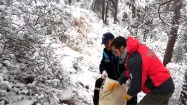 Bursa'da Karda Aç Kalan Yaban Hayvanlarına Yem