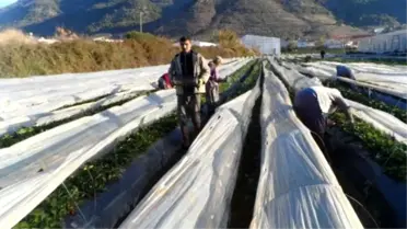 Anamur'da Seralardaki Çileği Don Vurdu