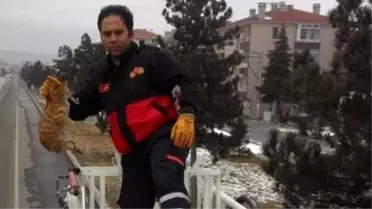 Ağaçtan İnemeyen Kediyi İtfaiye Kurtardı