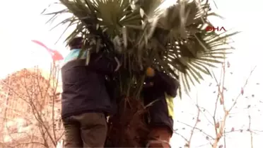 Palmiyeleri Soğuktan Korumak İçin Örtü