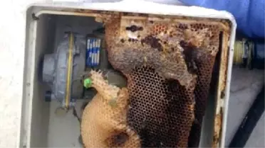 Doğalgaz Kutusunun İçindeki Petekten 6 Kilo Bal Çıktı