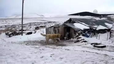 Köye İnen Kurt Sürüsü Köylüyü Korkuttu