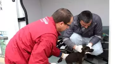 Şile'de Sokak Hayvanlarına Yardım Eli