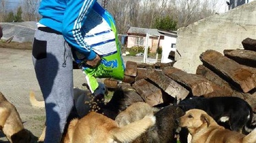 Hayvanseverler Köpekleri Besledi