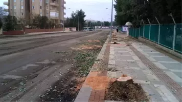 Urfa'da Ağaç Katliamı