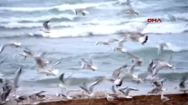 Aydın Didim Altınkum Plajı'nı Martılar Bastı