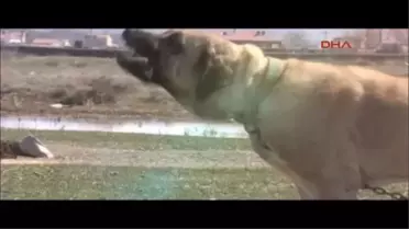 Aksaray'daki Yetiştirilen Bu Köpeği 10 Bin Euro'ya Satmadı