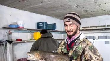 Alabalıkların 'Sağım' Aşaması Şaşırtıyor