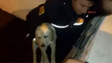 Bodrum Dere Yatağına Düşen Yavru Köpeği İtfaiye Kurtardı