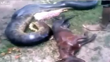Anakonda, Pitbull Köpeğini Yuttu