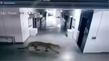 Okula Dalan Leopar Önüne Gelene Saldırdı