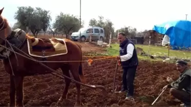Kilis'te Bazı Çiftçiler Halen Saban ve At ile Tarla Sürüyorlar