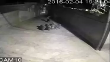 Koyun Hırsızlığı Güvenlik Kamerasına Yansıdı