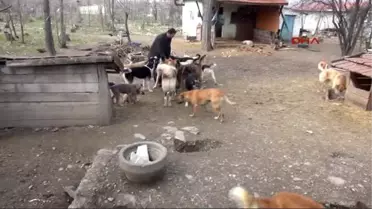 Tokat Hayatını Sokak Köpeklerine Adadı