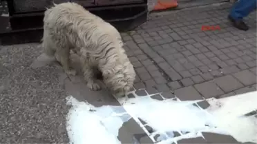Balıkesir'de Süt Eylemi