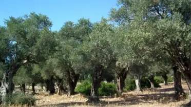 Bosnalı; 'Zeytin Üreticisi Tedirgin'