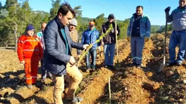 Marmaris'te Sakız Ormanı Kuruldu
