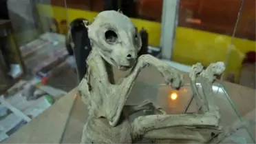 Fanustaki İskeletin Sırrı Çözülemiyor, Son Çare DNA Testi