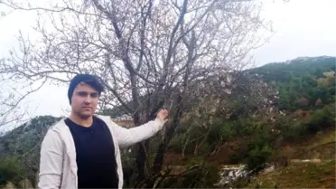 Yalancı Bahara Aldanan Badem Ağaçları Çiçek Açtı