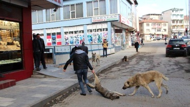 Oltu'da Sokak Köpekleri Korku Saçıyor