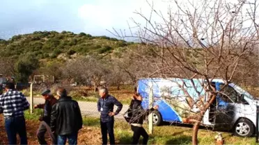 Büyükşehir, Datça'da Badem Ağaçlarını Sinekten Kurtarıyor