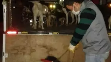 Sokak Köpekleri Tehdit Olmaktan Çıktı