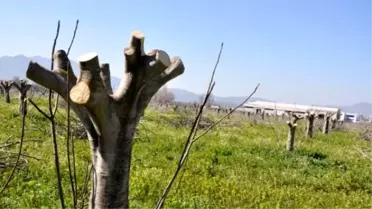 Germencik'te Belediyeden, 'İncir Ağacı Katliamı' İddiası