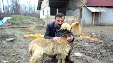 207 Koyundan Geriye 'Yadigar' Kaldı
