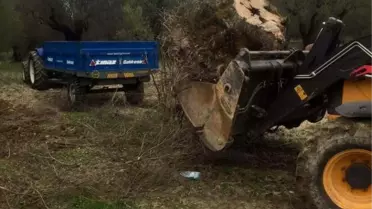 Otoyol İçin Zeytin Ağaçları Kesiliyor Tepkisi